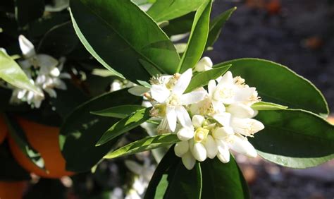 Cu Nto Tarda En Crecer Un Rbol De Naranja Nucleo Jardin