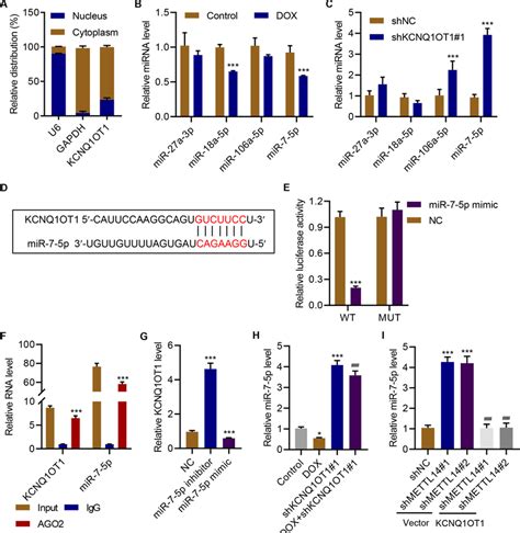 KCNQ1OT1 Acts As A Sponge Of MiR 7 5p In Cardiomyocytes A The