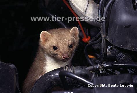 Automarder - Steinmarder - Tier-Presse - Fotos online bestellen