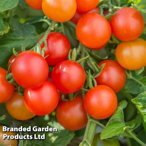 Tomato Lizzano F1 Grafted The Veggie Gardener