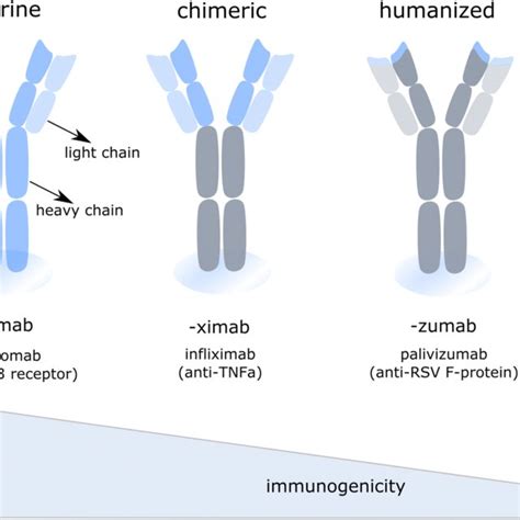 Overview Of Monoclonal Antibody Variants Used In Therapy Next To Download Scientific Diagram