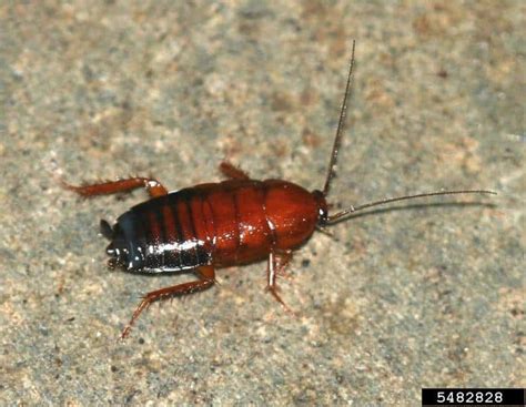 8 Types Of Roaches With Pictures A Pest Identification Guide Cockroach Facts