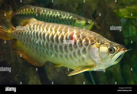 Albino Arowana Fish Fish Silver Arowana Swimming In Tank Underwater