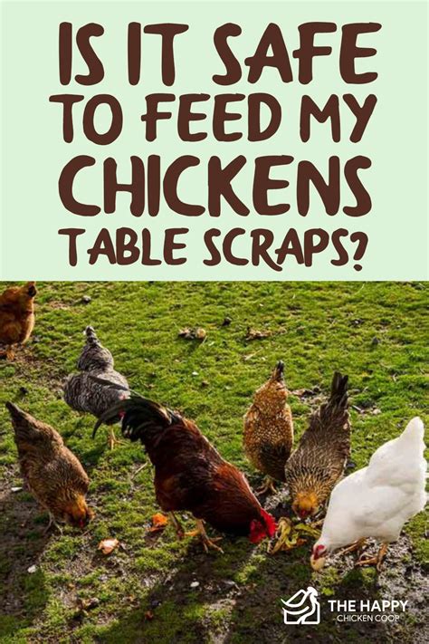 Is It Safe To Feed My Chickens Table Scraps