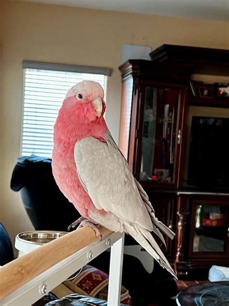 Galah Cockatoo For Sale In North Carolina Petzlover