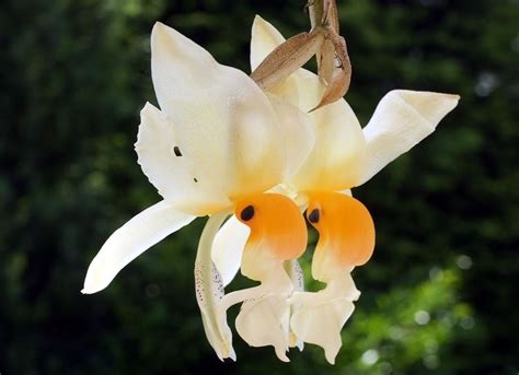 Stanhopea Embreei Alchetron The Free Social Encyclopedia