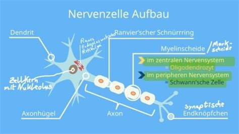 Neuro Karteikarten Quizlet