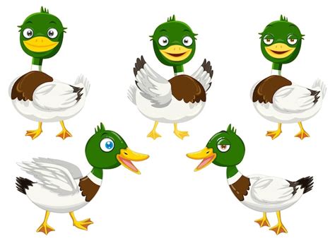 Free Vector Cartoon Mallard Ducks Set