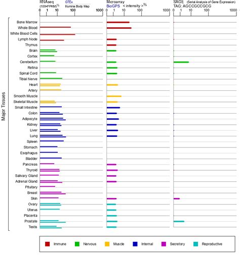 bst gene genecards bst protein bst antibody