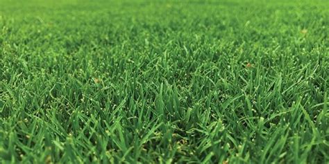 Best Types Of Grass To Grow In Texas Growing Tips