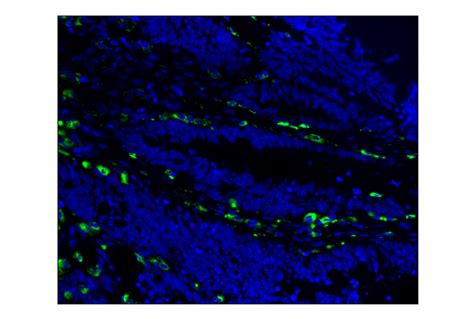 Cd D B C Xp Rabbit Mab Alexa Fluor Conjugate Cell