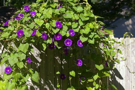 A Complete Morning Glory Growing Guide And 4 Varieties To Inspire You