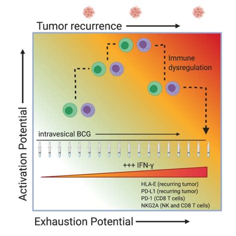 Klrc1 Nkg2a Expression Stratifies Nk And Cd8 T Cell Capacity For Download Scientific Diagram