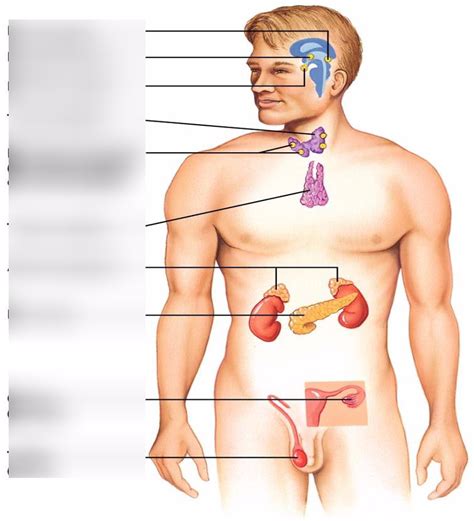 Chapter Endocrine System Diagram Quizlet