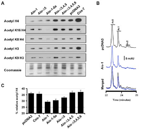 Effects On Global Histone Acetylation Patterns Of COS 7 Cells