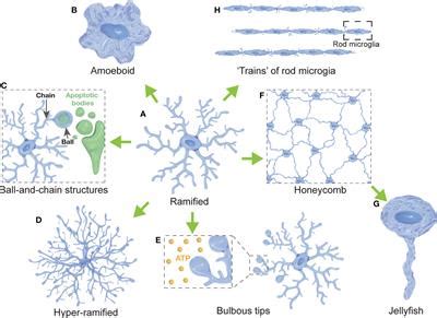 Frontiers Microglia Morphophysiological Diversity And Its