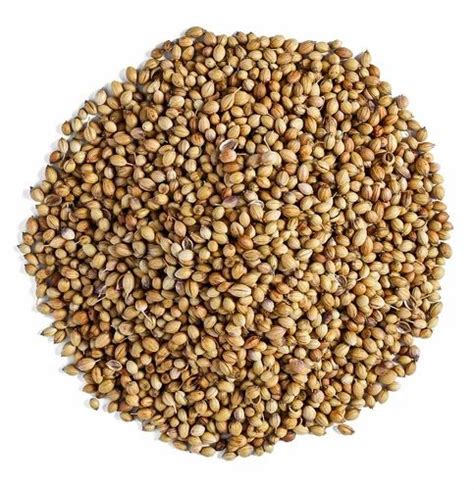 Dried Brown Organic Coriander Seed Form Whole At Rs Kg In Kanpur