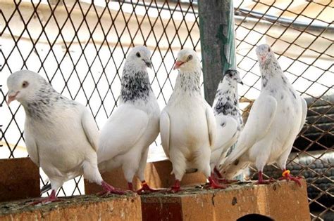 Pakistani Jonsiry Pigeons Pigeons Photos Pigeons Care Pigeons For