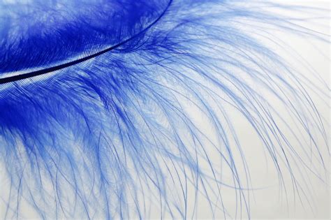 300,000+ Free Feather Background & Feather Photos - Pixabay