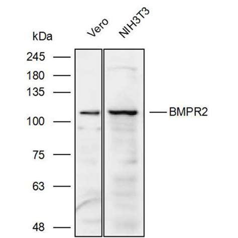 Solarbio K P Anti Bmpr Polyclonal Antibody