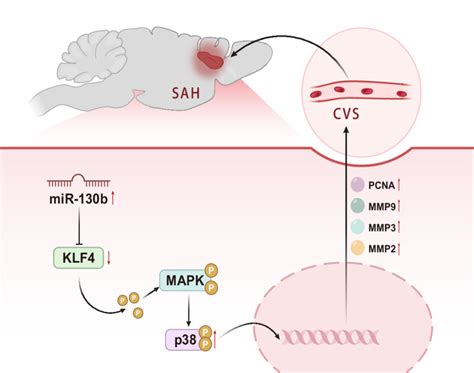 Schematic Map Of The Role Of Mir B Mediated Klf In Cvs Following