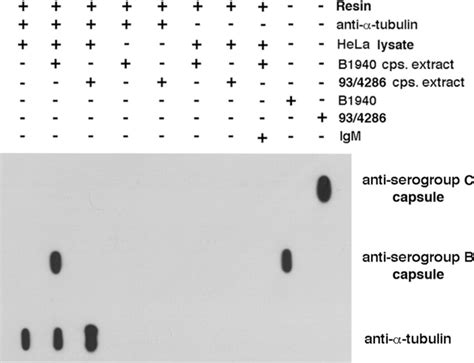 Adhesion Invasion Intracellular Replication And Exit From Infected