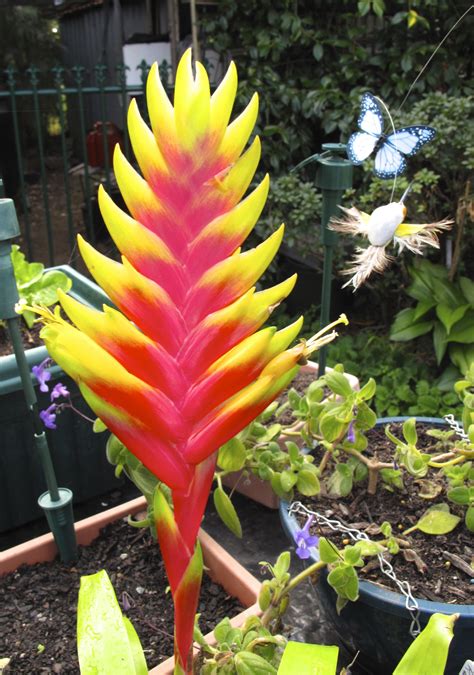 Vriesia Bromeliad Plants Bromeliads Flowers