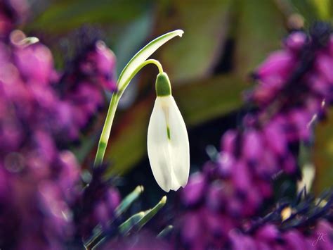 Bildet Natur Blomstre Anlegg Blad Blomst Lilla Petal V R