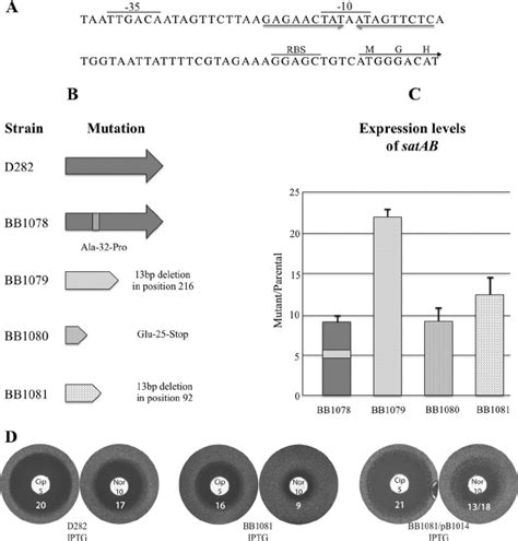 A In Silico Analysis Of The Promoter Region Of SatR Putative