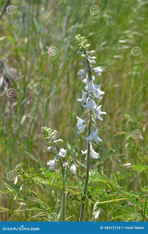 Close Up Of Tall White Wildflower Stock Photo Image Of Blurred