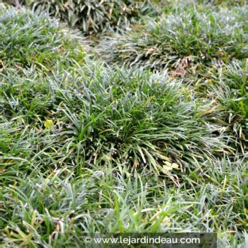 OPHIOPOGON Japonicus Minor Barbe De Serpent Naine Le Jardin D Eau