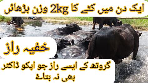 Cattle Farming In Pakistan Katta Farming Business کٹے کا وزن بڑھانے