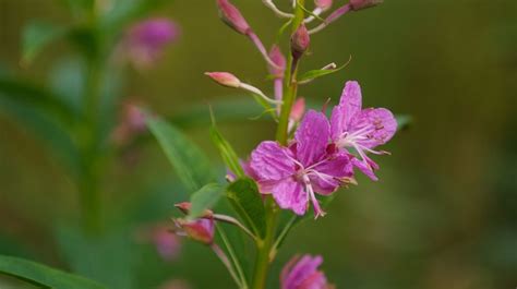 Plants of Kenai Fjords National Park