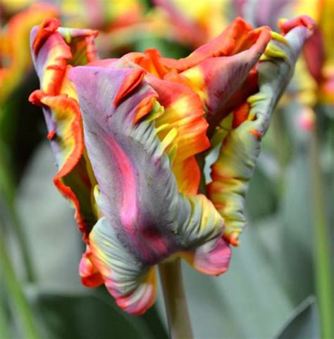 Rainbow Tulip Bulbs Live Plant All Starter Plantsbulbs Etsy