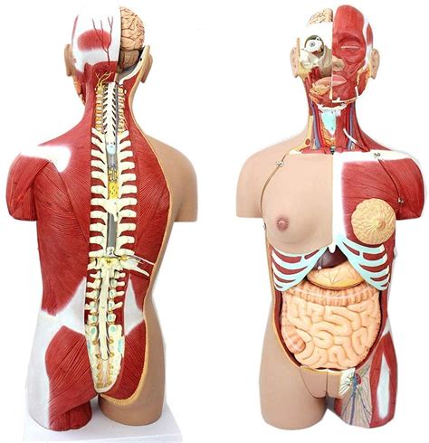 Buy Fbite Educational Model Cm Human Torso Body Model Anatomy