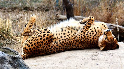 Silly Cheetah By Hopptography On Deviantart