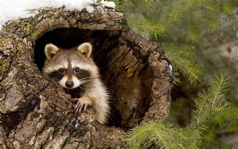 50 Interesting Raccoon Facts That Will Steal Your Heart