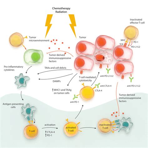 Schematic Depiction Of Synergistic Effects Of Ici And Radiotherapy Or