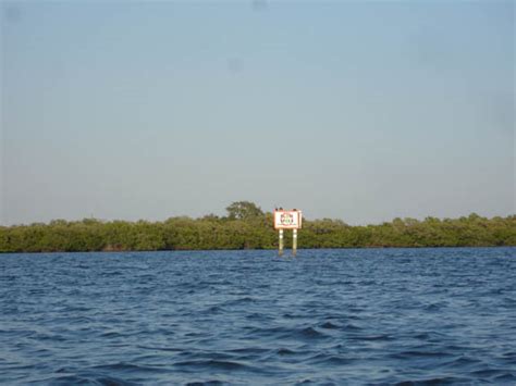 Kayaking Terra Ceia Near Bradenton Florida