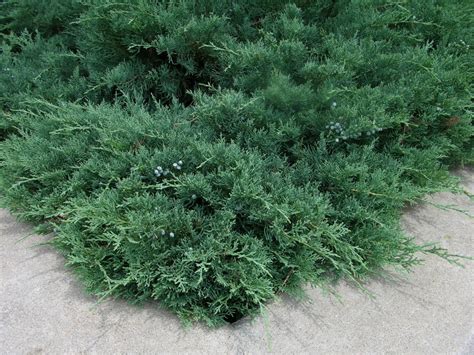 How To Grow Juniper Growing And Caring For Junipers