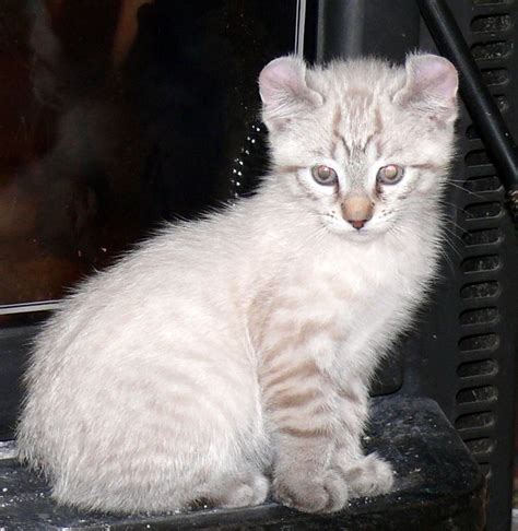 37 HQ Photos Highland Lynx Cat Names - Highland Lynx Cats For Sale ...