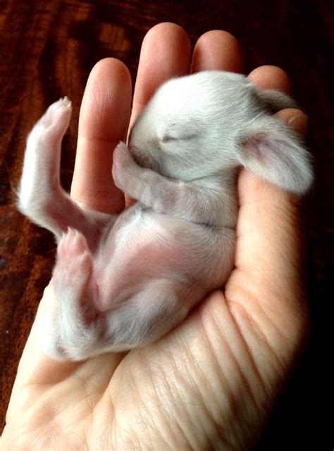 Cute Baby Bunnies Sleeping | Wallpapers Gallery