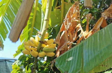 Nu Mai Arunca Coaja De Banane F Ceai Din Coaj De Banane Mpotriva