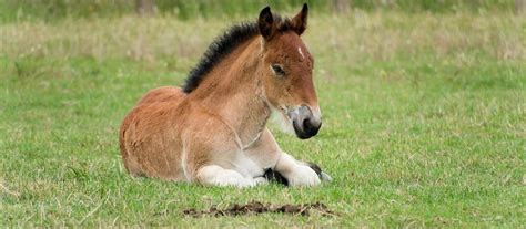 Miejsca na Dolnym Śląsku gdzie można zobaczyć zwierzęta Mini zoo