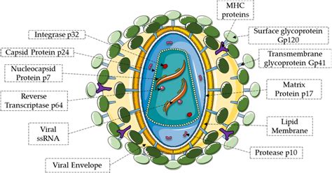 Schematic Representing The Structure Of Hiv Virion This Has Been