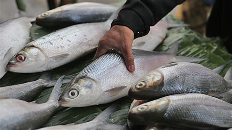 Foto Sering Dihindari Bandeng Ternyata Lebih Bergizi Dibanding Salmon