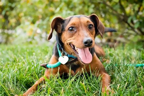 C Mo Saber Si Tu Perro Es Feliz Una Gu A Para Detectar Los Signos De