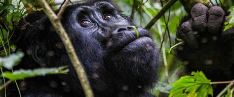 3 Days Bwindi Gorilla Trekking Gorilla Safari Consultants