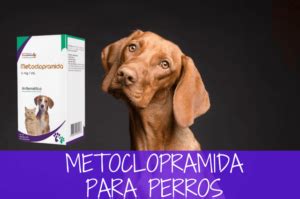 Metoclopramida Para Perros Gu A De Uso R Pida