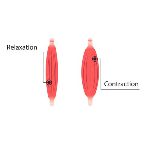 Muscle Contraction and Relaxation illustration | Premium Vector